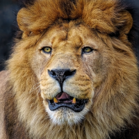lion-8096155_960_720